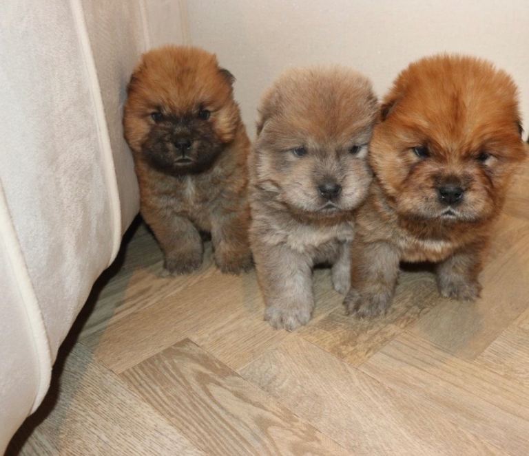 🧸 beautiful KC registered Chow chow puppies 🧸