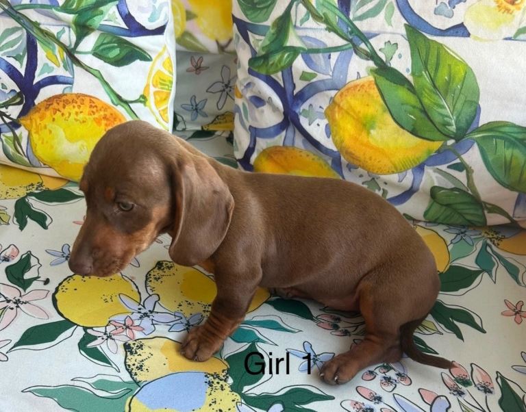Beautiful dachshunds