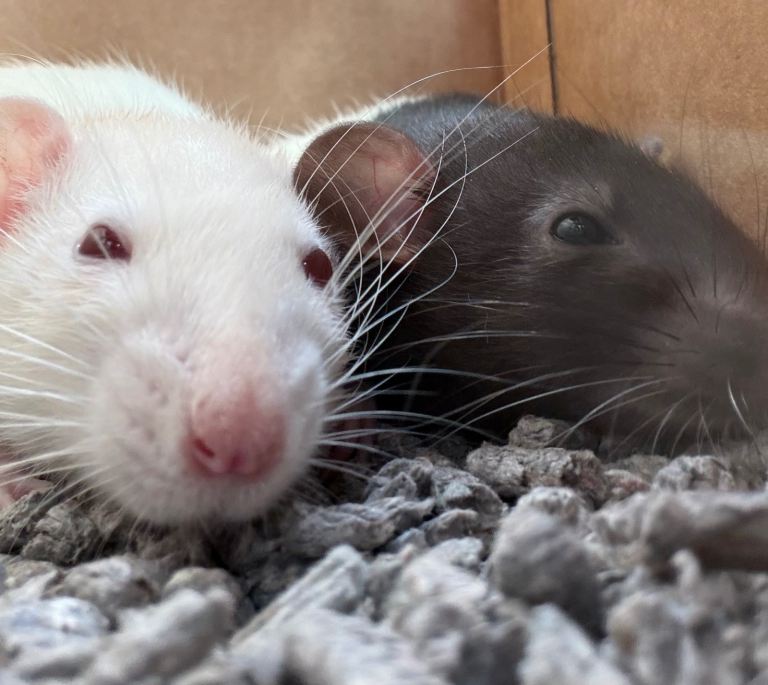 Friendly Pet Rats Looking for a New Home