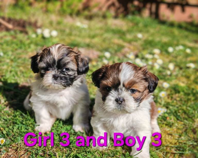 💕Adorable pure bread Shih Tzu puppies 