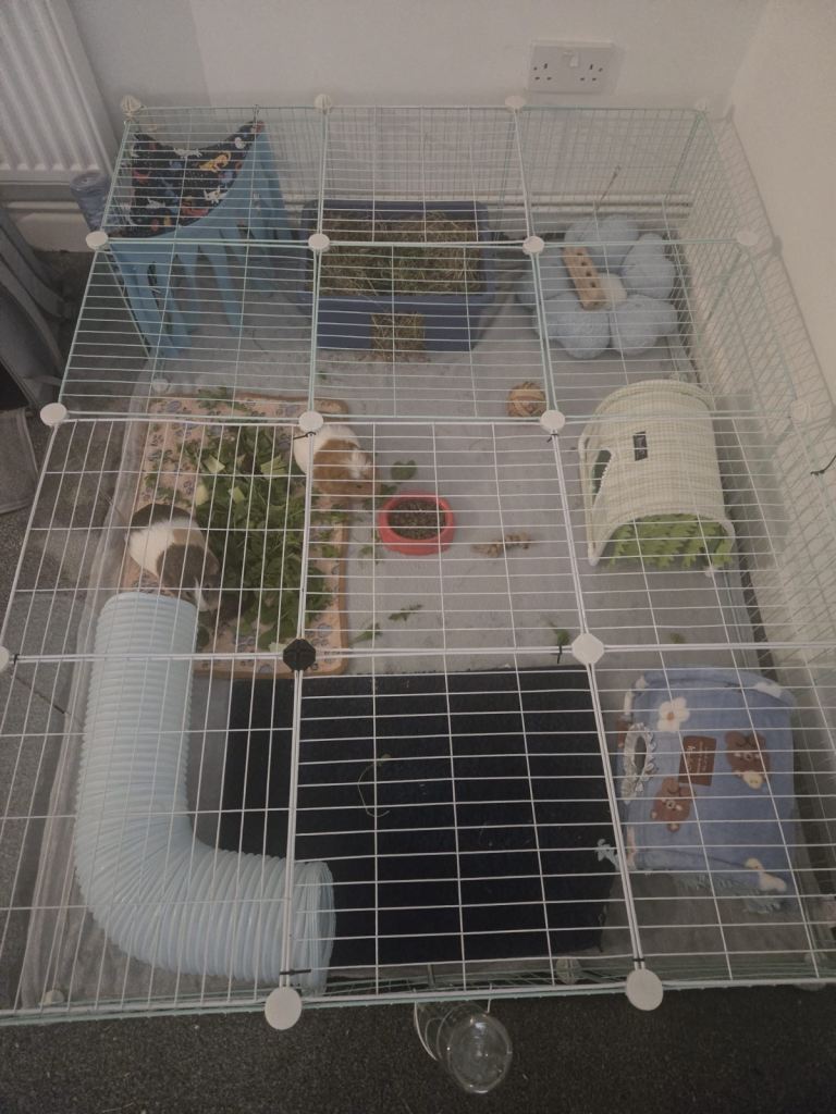 2 male guinea pigs