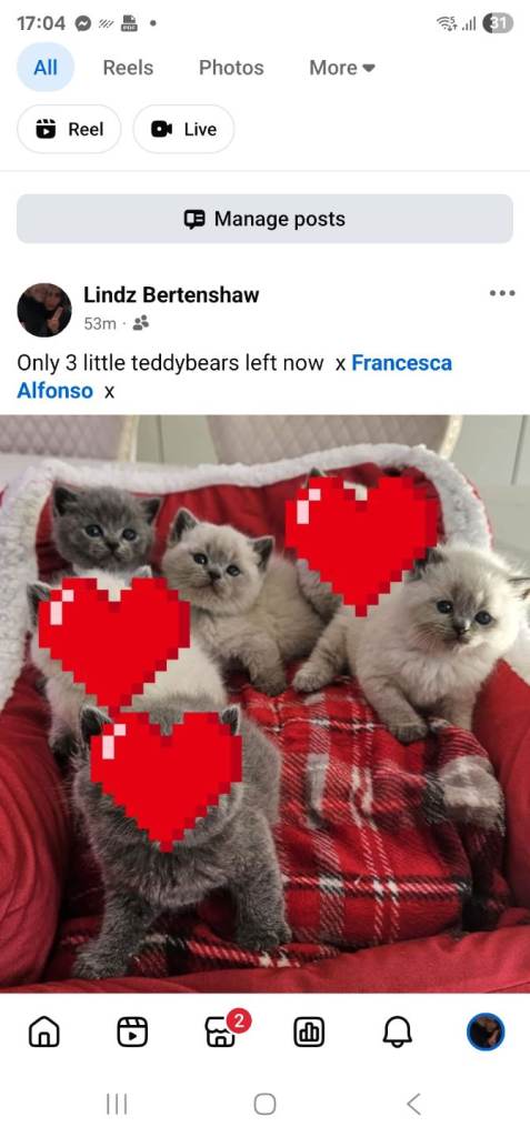 Bsh kittens 
