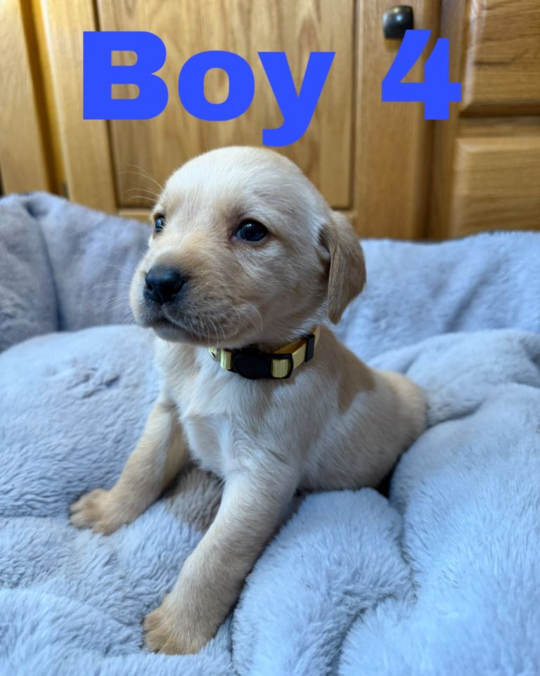 Lovely Purebred Labrador Puppies