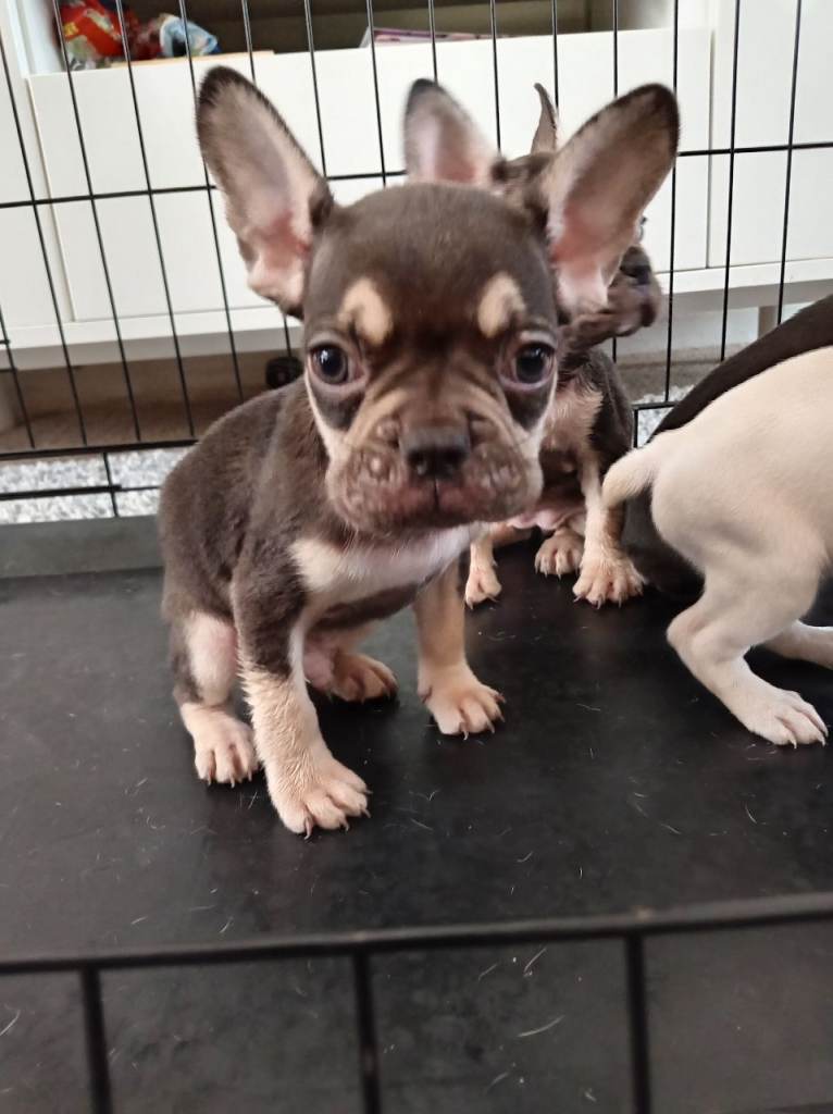 5 beautiful French bulldogs *Last boy left* 