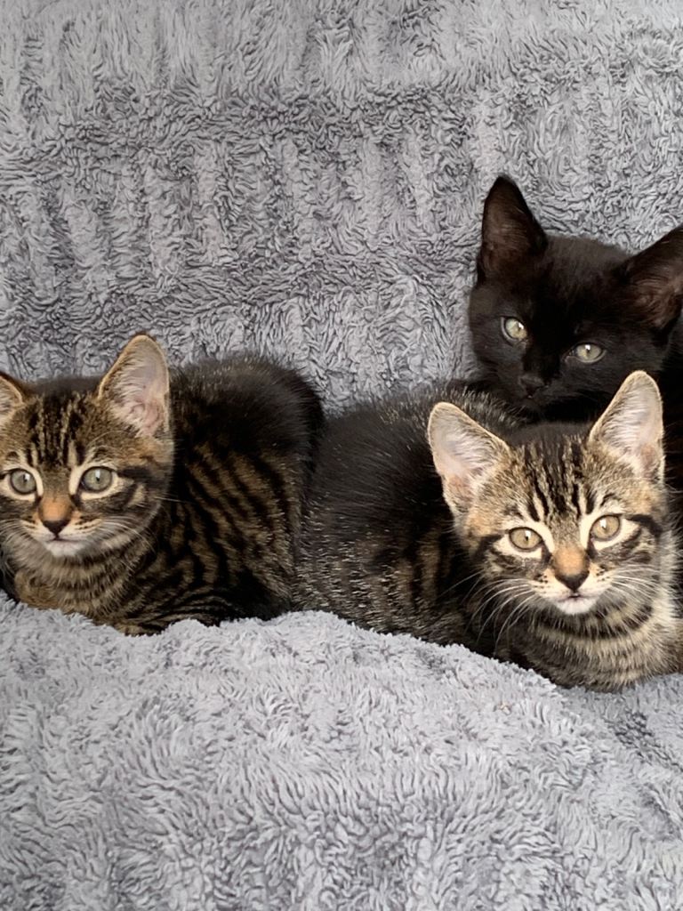 Kittens 