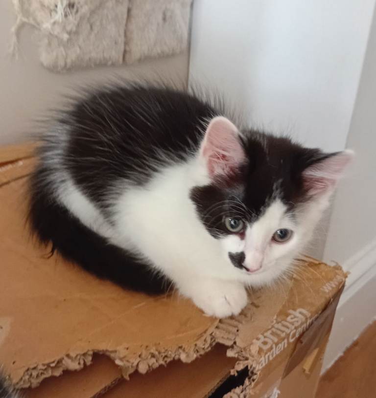 Black & White girl kittens - 2 left!