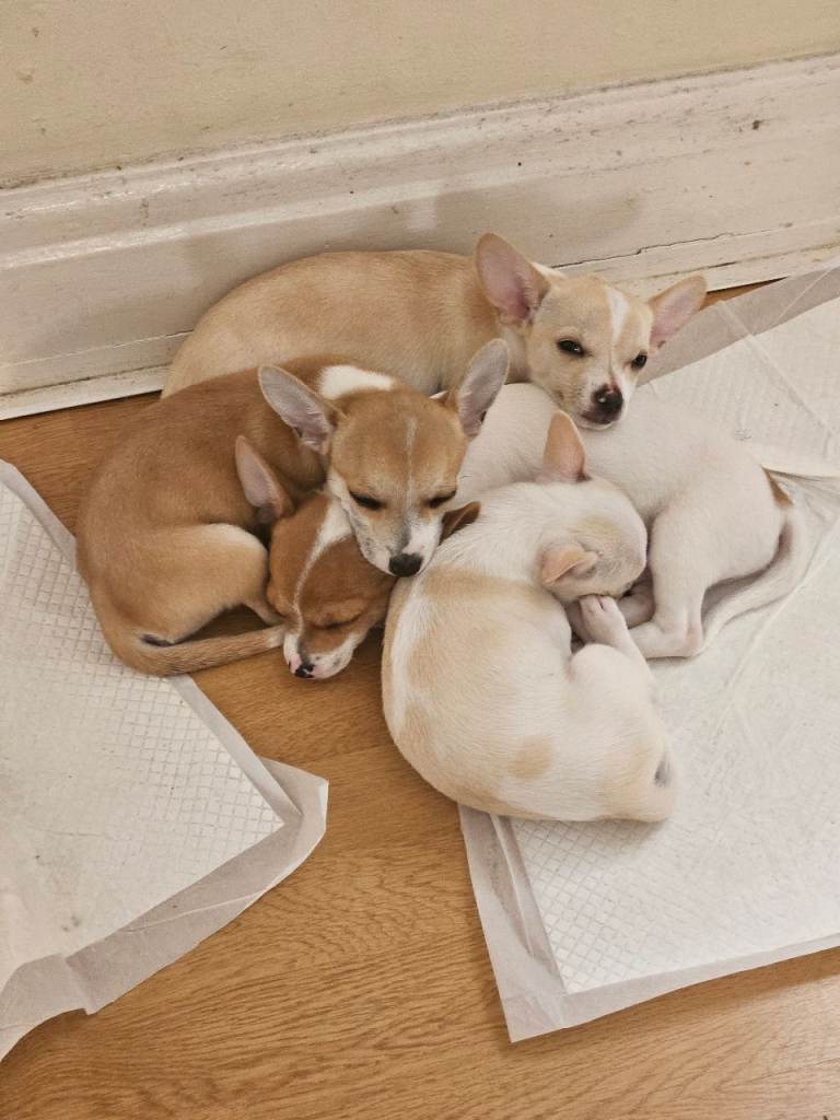 Chihuahua puppies 