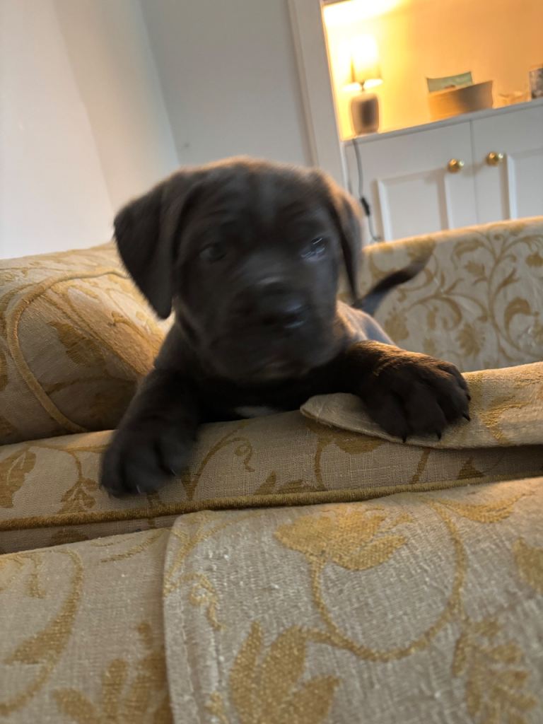 Cane Corso Puppies