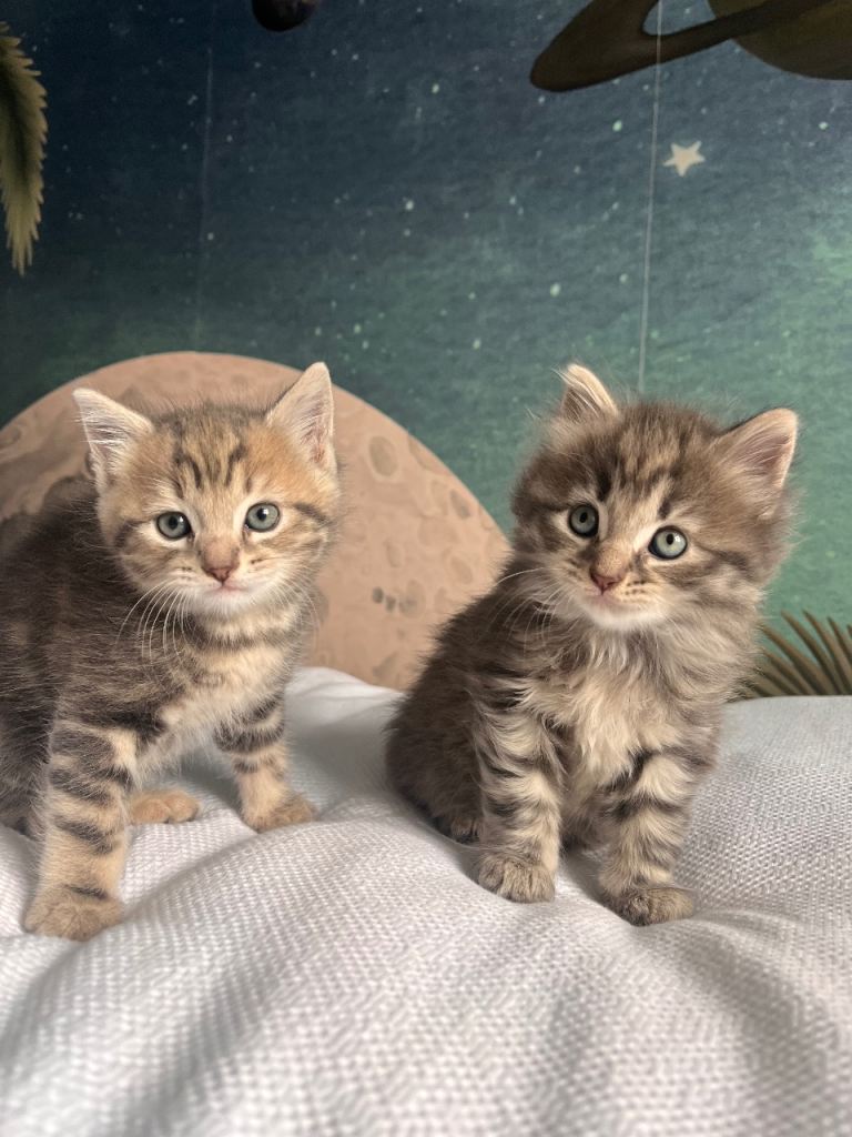 Beautiful kittens