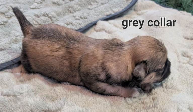 Lhasa apso boy puppies for sale