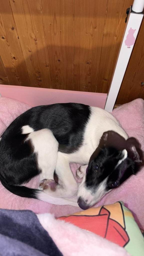 Border collie for sale