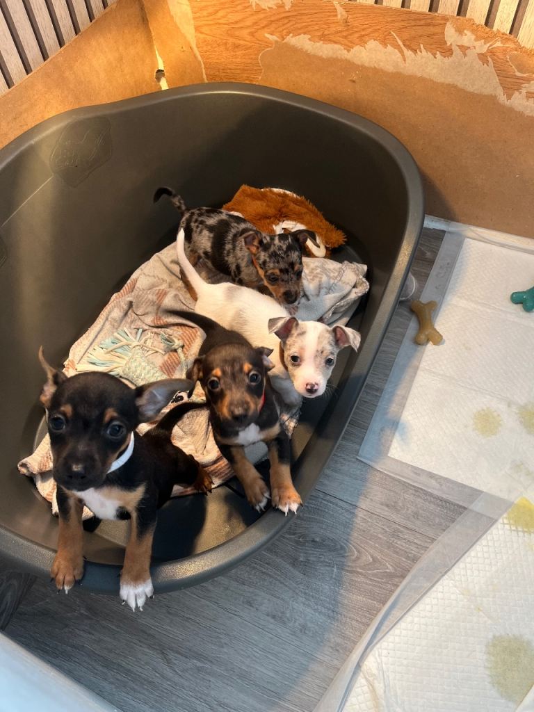 3 left!! Jackrussle puppies  