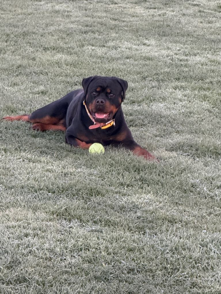 Female rottie 