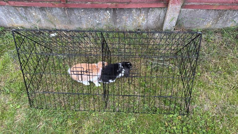 Rabbit/ guinea pig pen 