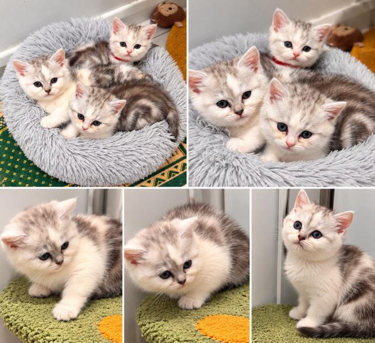 Cute kittens
