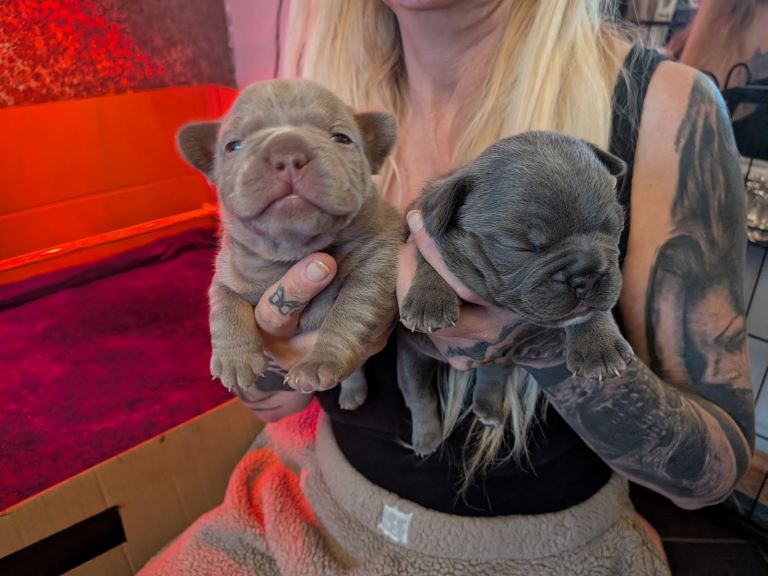 Frenchbull dog puppies (full kc reg)