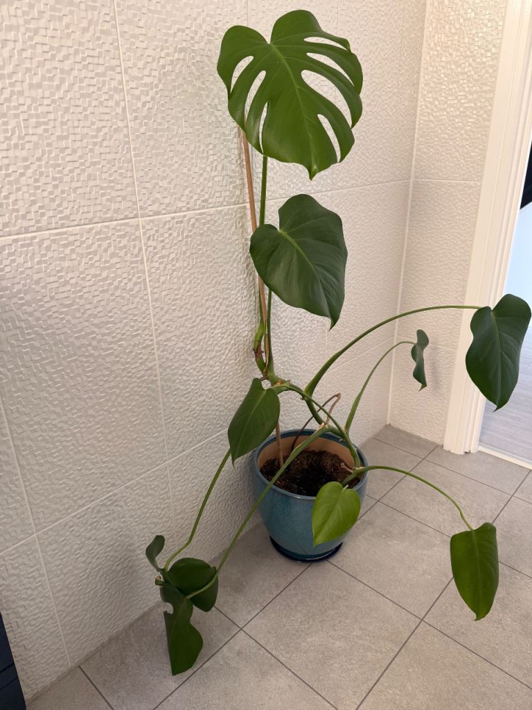 Monstera plant 