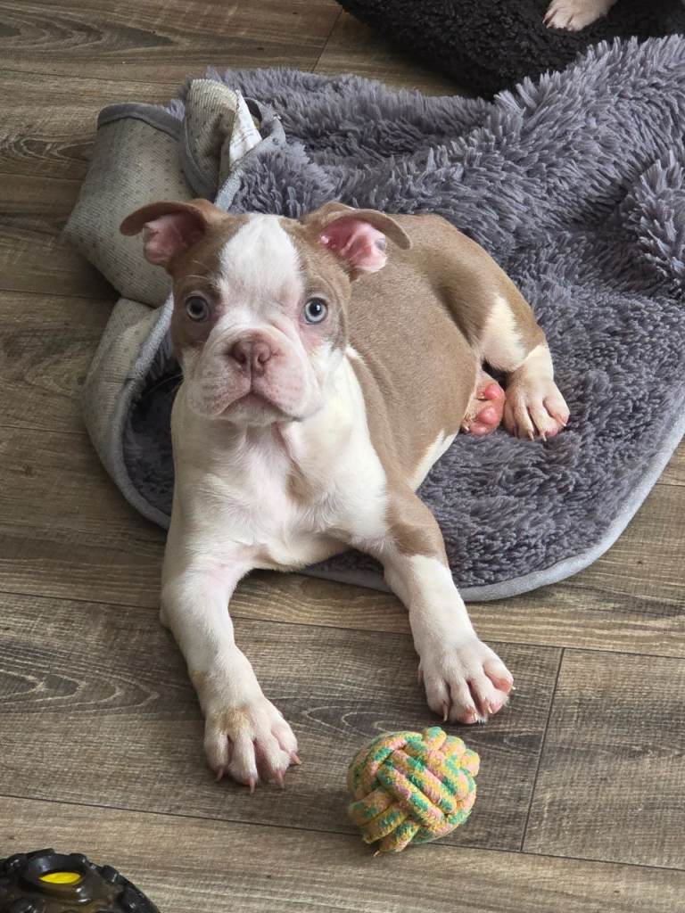 Last boy availavle Stunning KC Boston Terrier puppies
