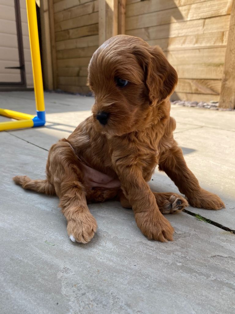 Cockapoo puppies 