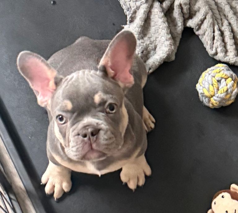 French Bulldog Male Puppy