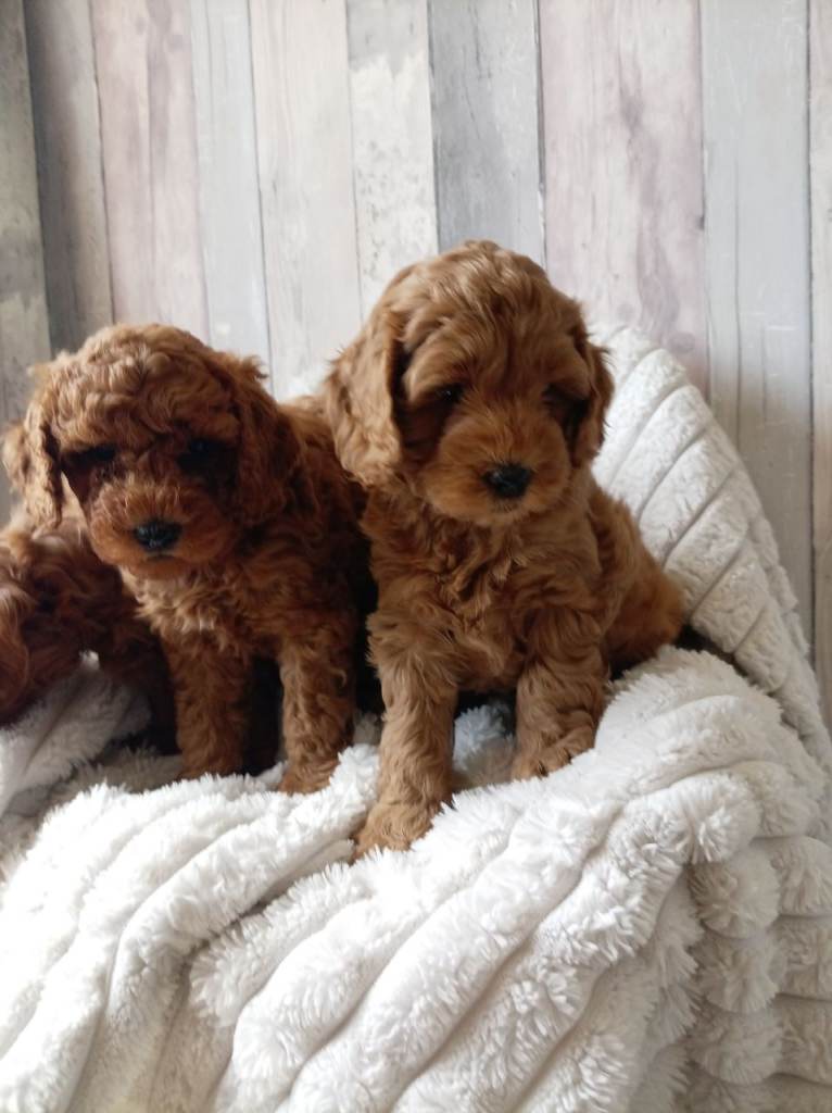 Labradoodle x toy maltipoo Double Doodle