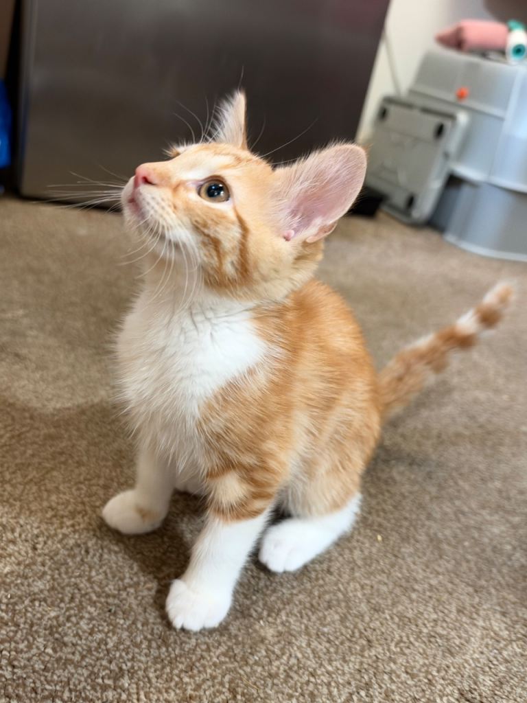 Ginger domestic shorthair 