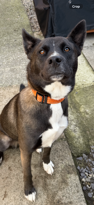 Shepsky 12 month old female dog
