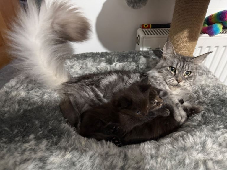 Beautiful Maine Coon kittens 