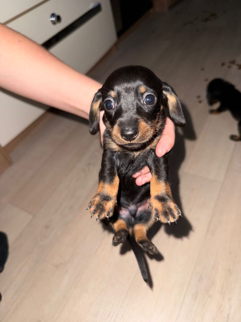 Miniature dachshunds
