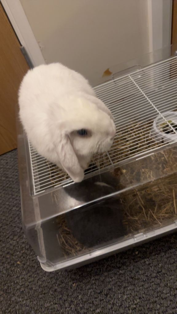 White male rabbit and cage 