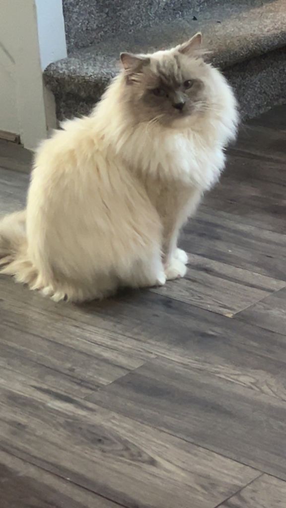 Male Ragdoll Cat ( 18 Months Old ) 