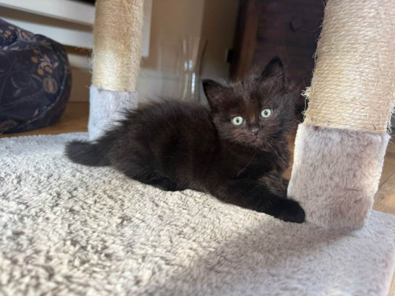 Ragdoll cross Female Kittens  Ready Now 