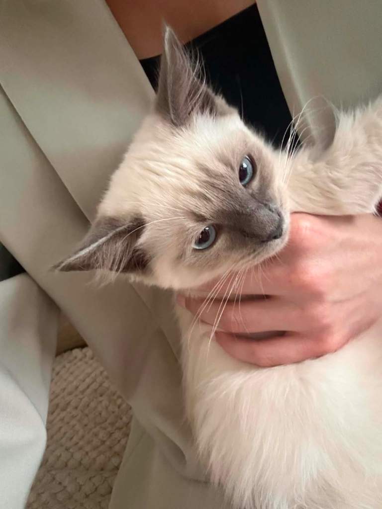 Family Raised Ragdoll Kittens