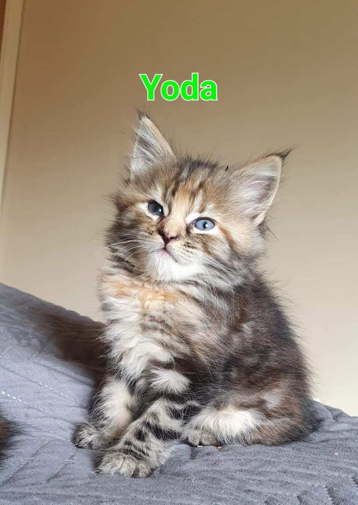 Maine Coon X Ragdoll MIX with Pedigree Parents