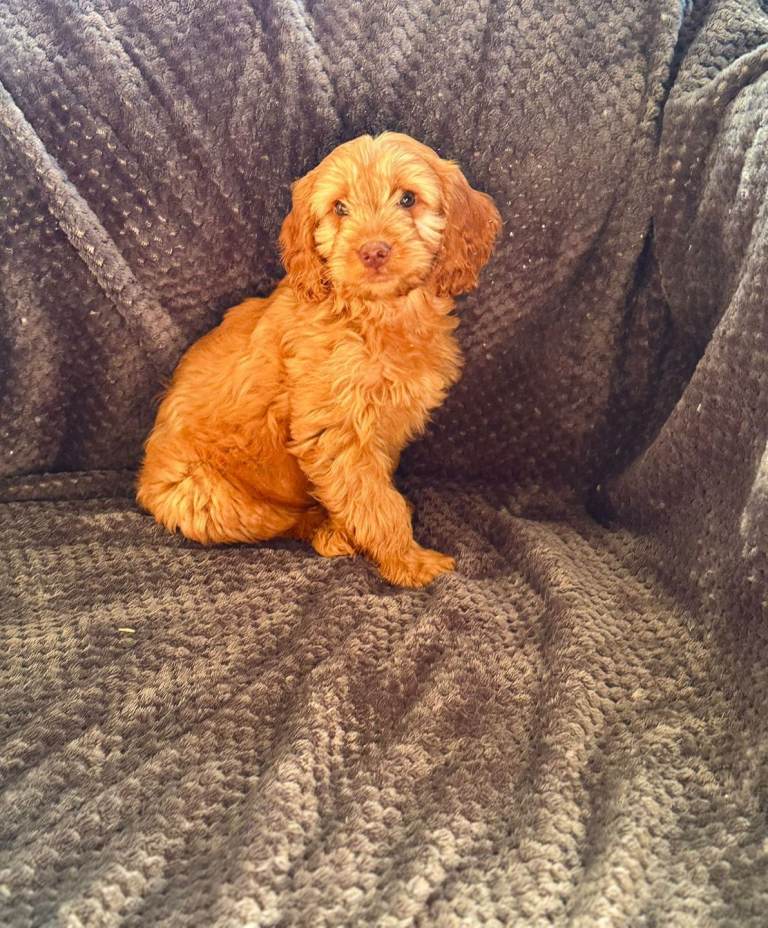 Cockapoo pups  girl full vaccinated 