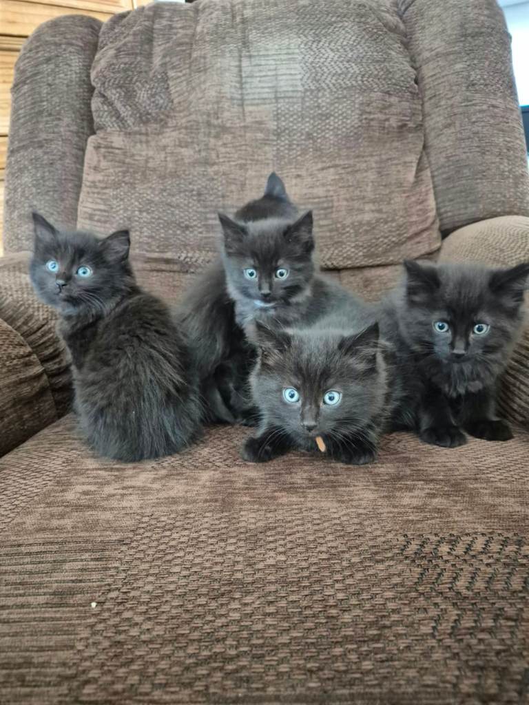Beautiful kittens ready to leave 