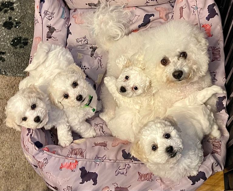 Bichon frise puppies