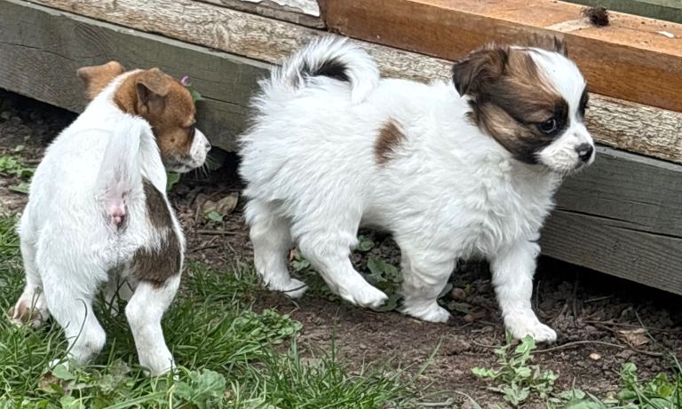 Puppies waiting for new home 