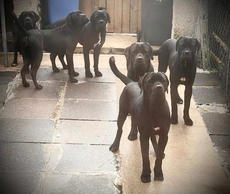 Cane Corso’s 12 months old urgent ‼️ 