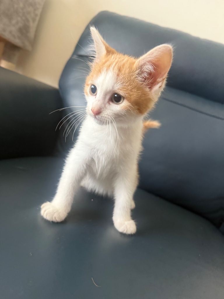 Kittens