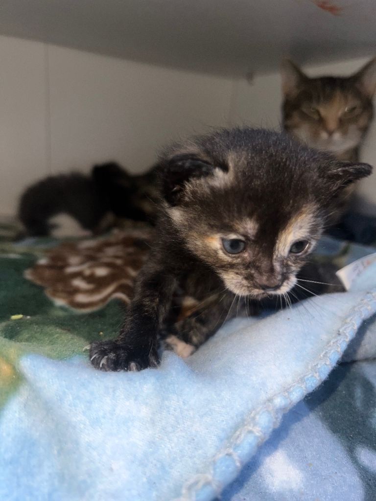 ‼️Beautiful kittens for sale‼️