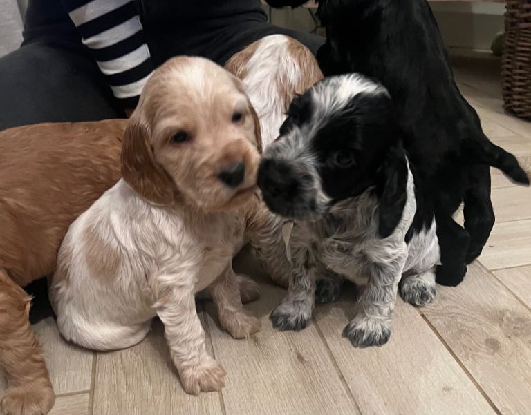 **ALL SOLD**  Cocker Spaniel puppies (show type)