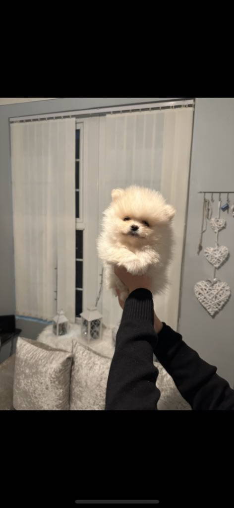 Pomeranian pure bread 