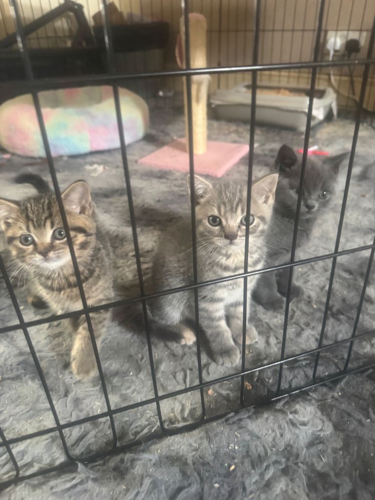 Beautiful British Shorthair Kittens