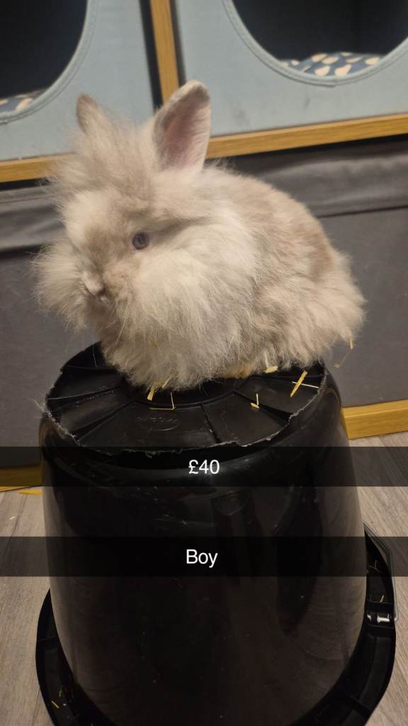 Beautiful Baby Lionhead Bunny Rabbits 