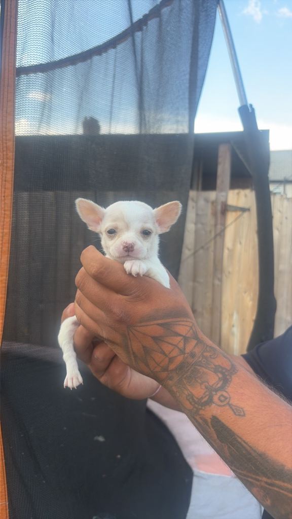 Chihuahua 