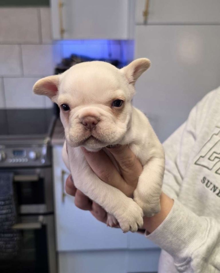 Female frenchie(white)