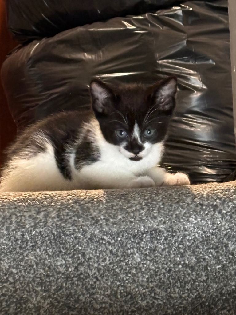 Last kitten for sale 