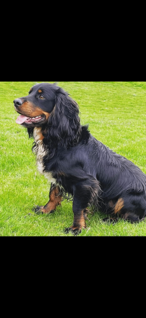 Adorable Cocker Spaniel Puppies Looking for Loving Homes