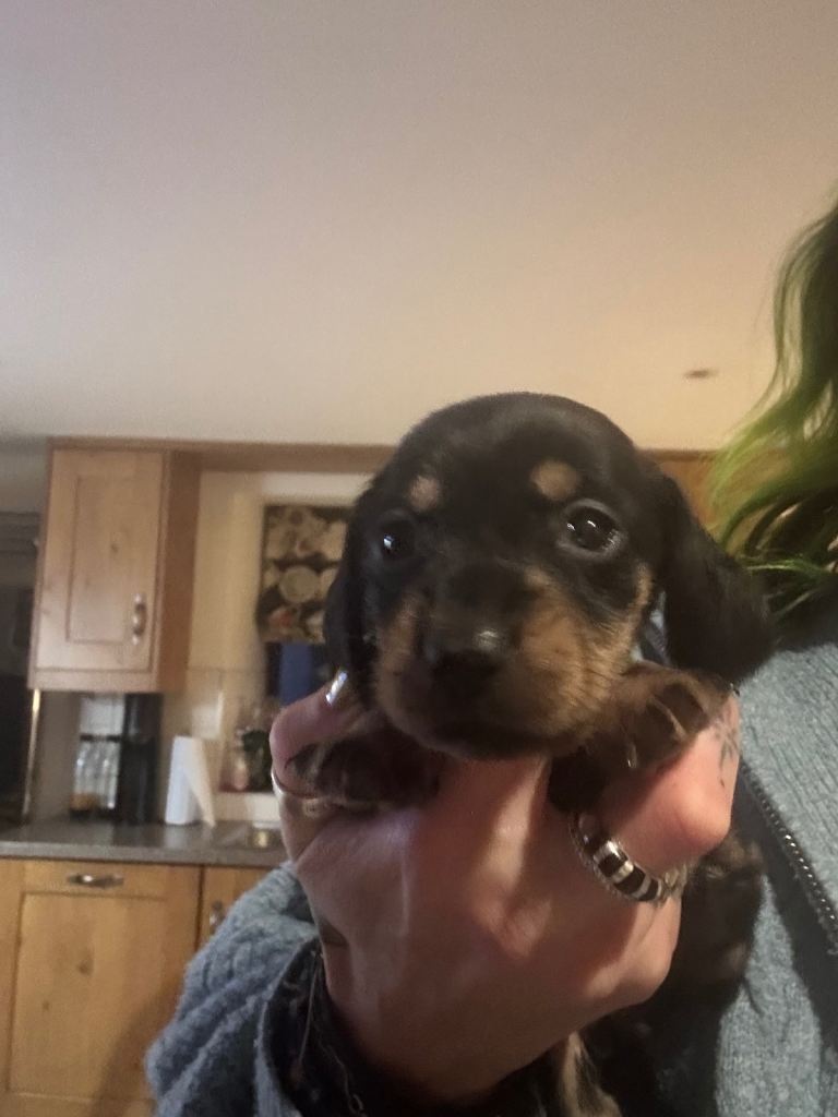 Miniature Dachshund